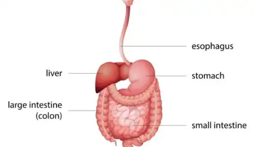 Why Does My Stomach Hurt After Eating?
